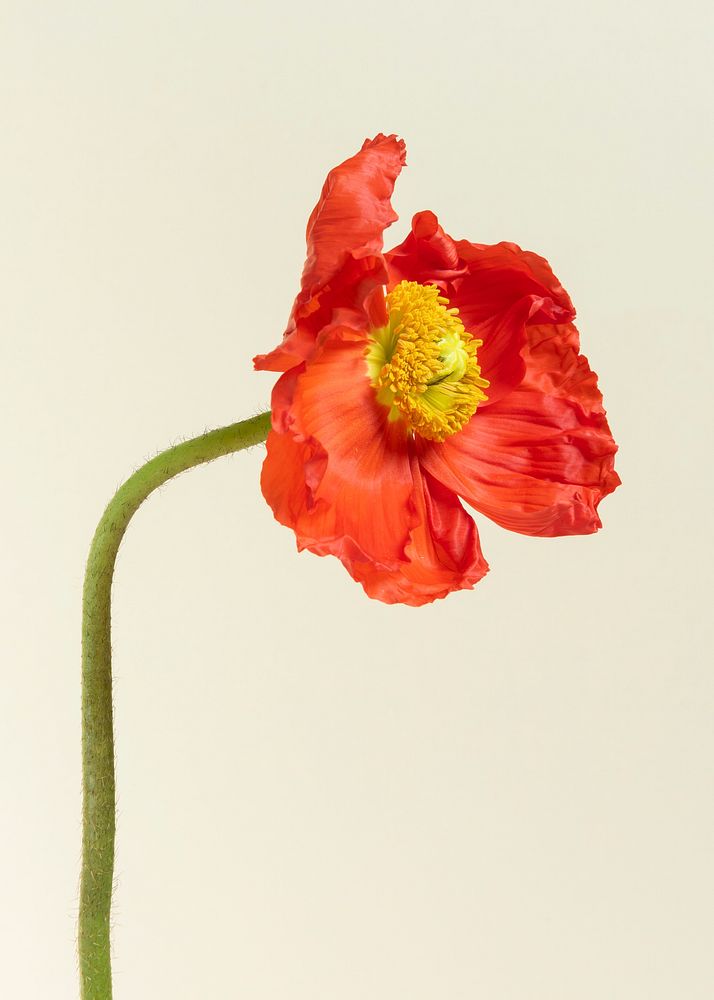 Close up of red poppy flower invitation card