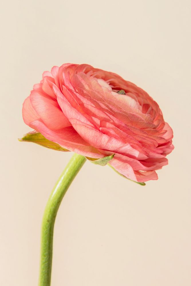 Blooming pink ranunculus flower 