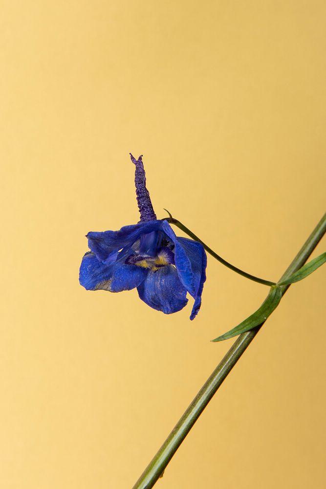 Single dark blue delphinium flower with leaves on a cream background