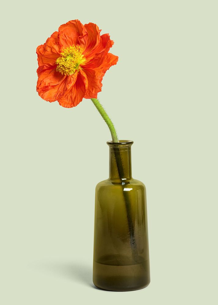 Red poppy flower in a vase