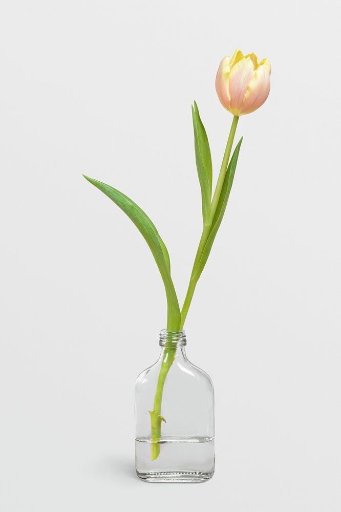 Blooming tulip flower in a bottle vase