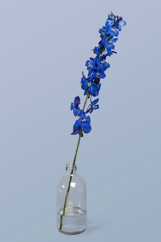 Blooming delphinium in a bottle vase