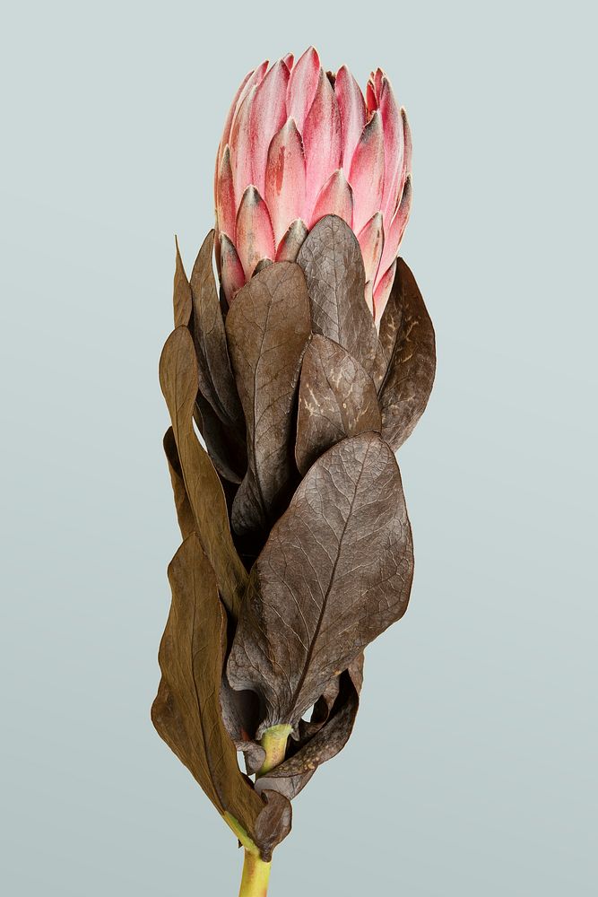 Blooming pink protea flower