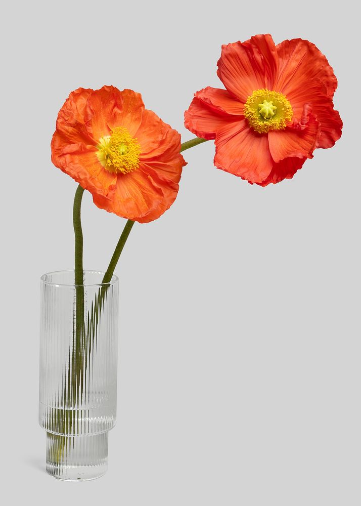 Red poppy flowers in a vase mockup