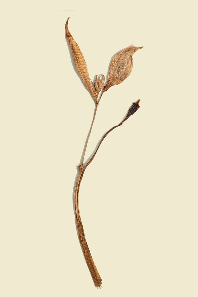 Dried lily flower on a beige background