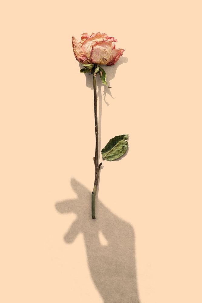 Dried pink rose with a hand shadow on an orange background