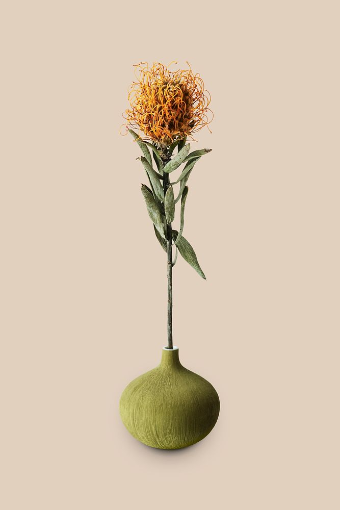 Orange pincushion Protea in a round green vase