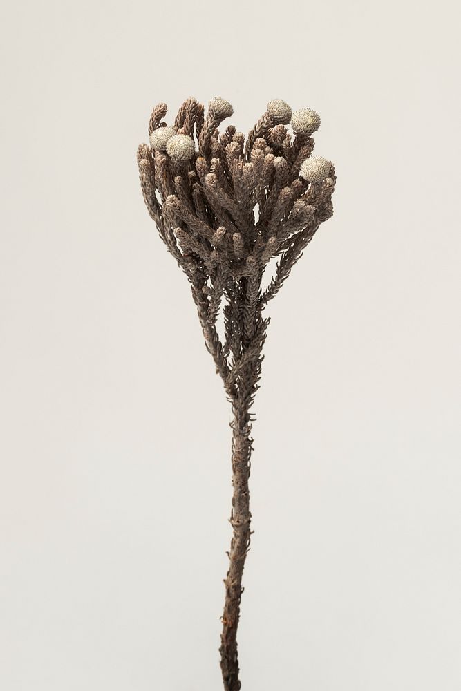 Dried silver brunia branch on a gray background