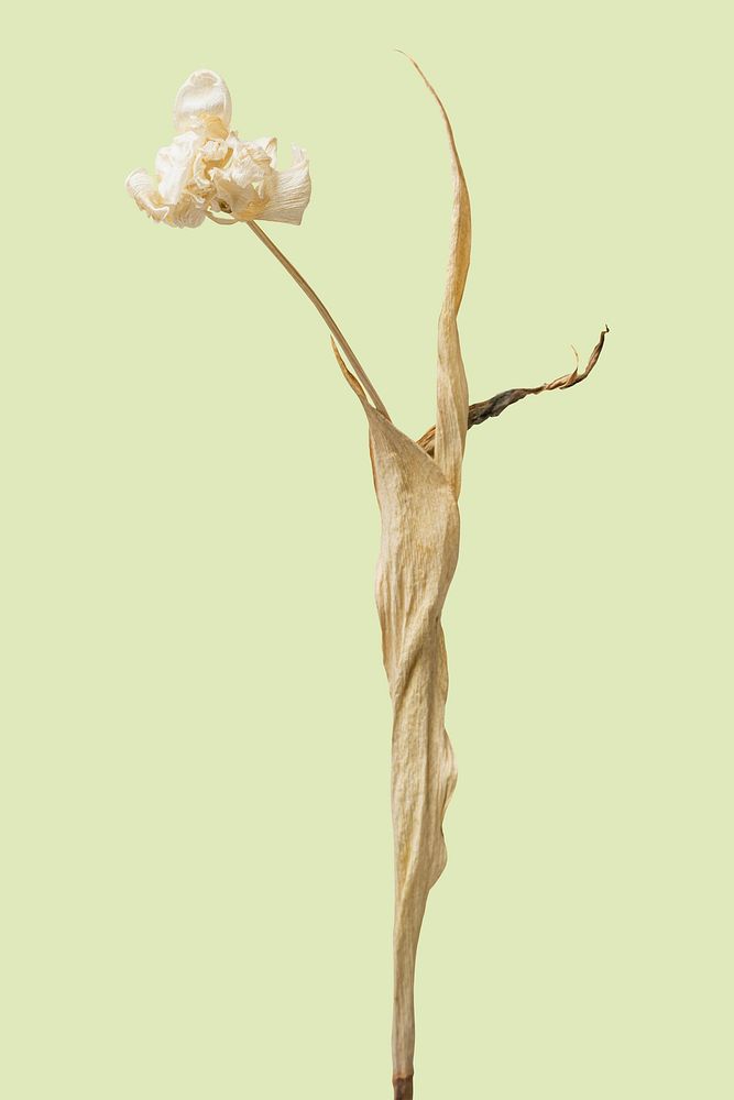 Dried tulip flower on a green background