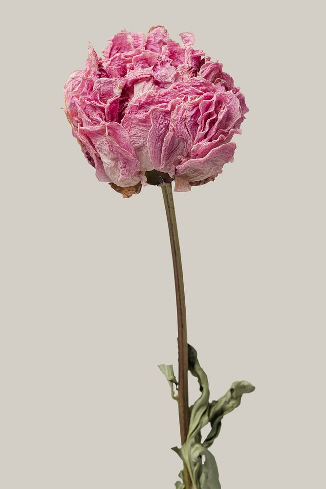 Dried pink peony flower on a gray background