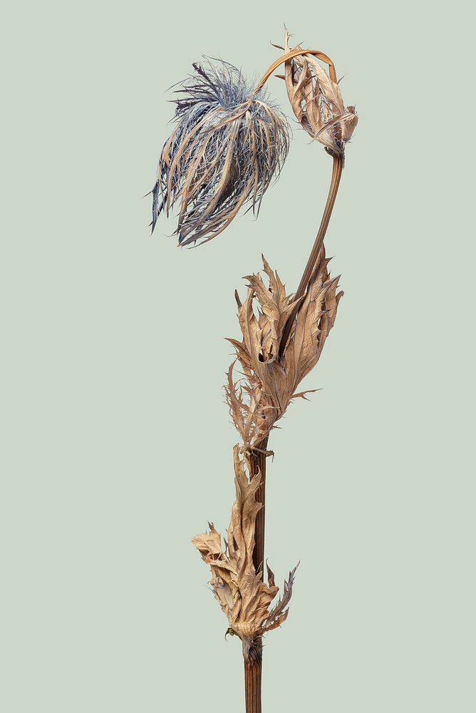 Dried blue thistle flower on a green background