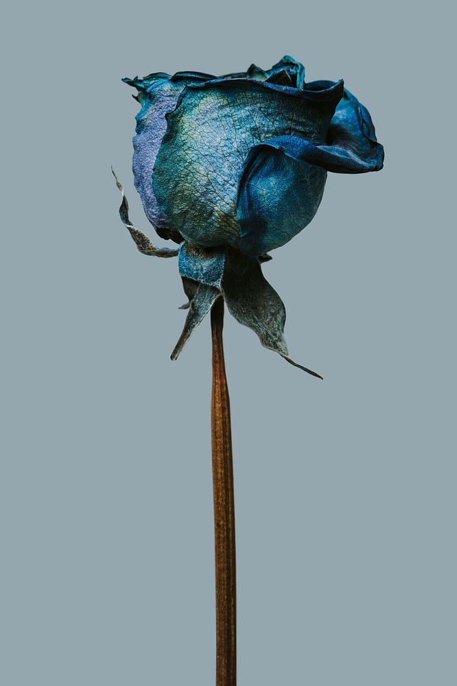 Dried blue rose on a blue background
