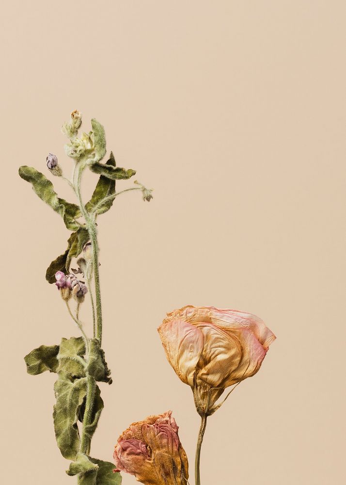 Dried flowers on a beige background