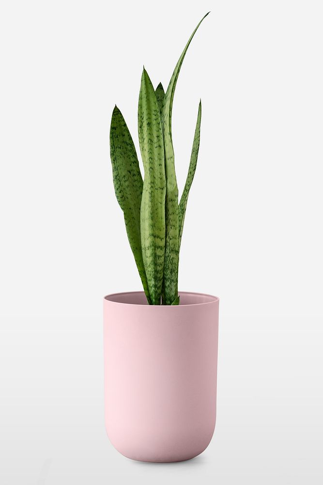 Snake plant in a pink pot