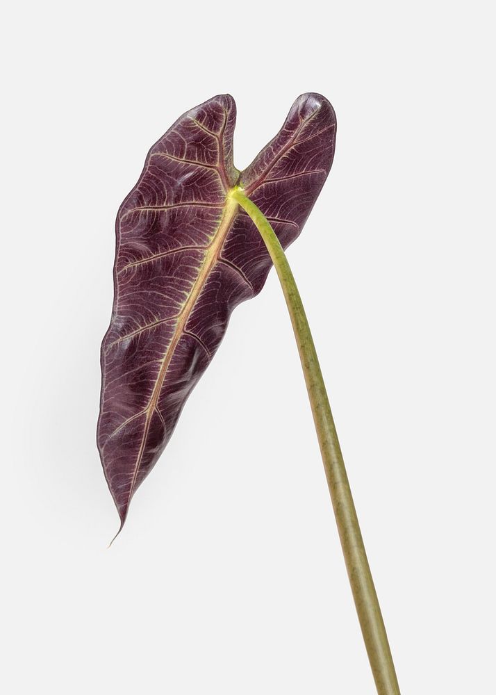 Purple underneath of Amazonian Elephant Ear leaf on an off white background