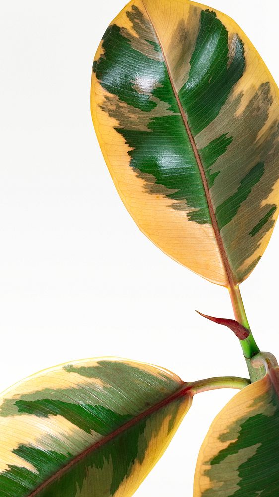Closeup of an Indian rubber tree mobile wallpaper
