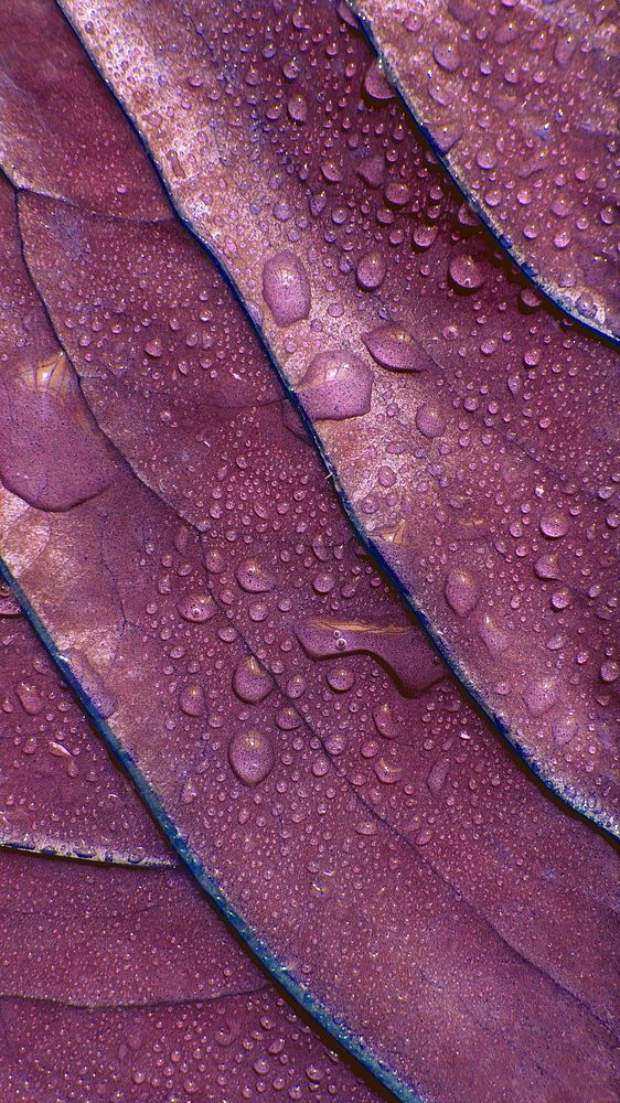 Violet leaf textured background with droplets of water