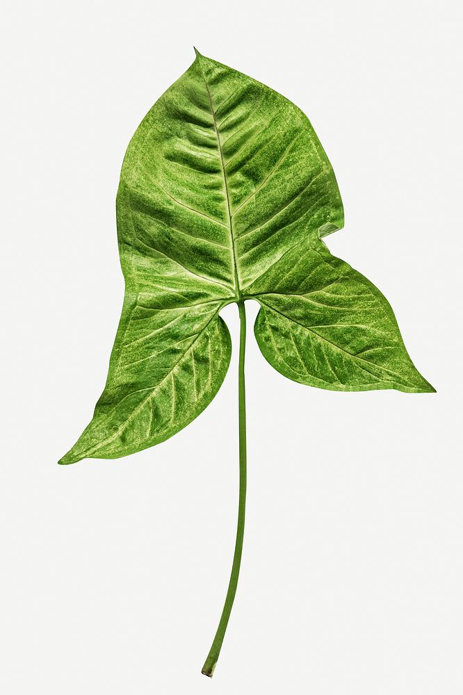 Alocasia leaf on white background mockup