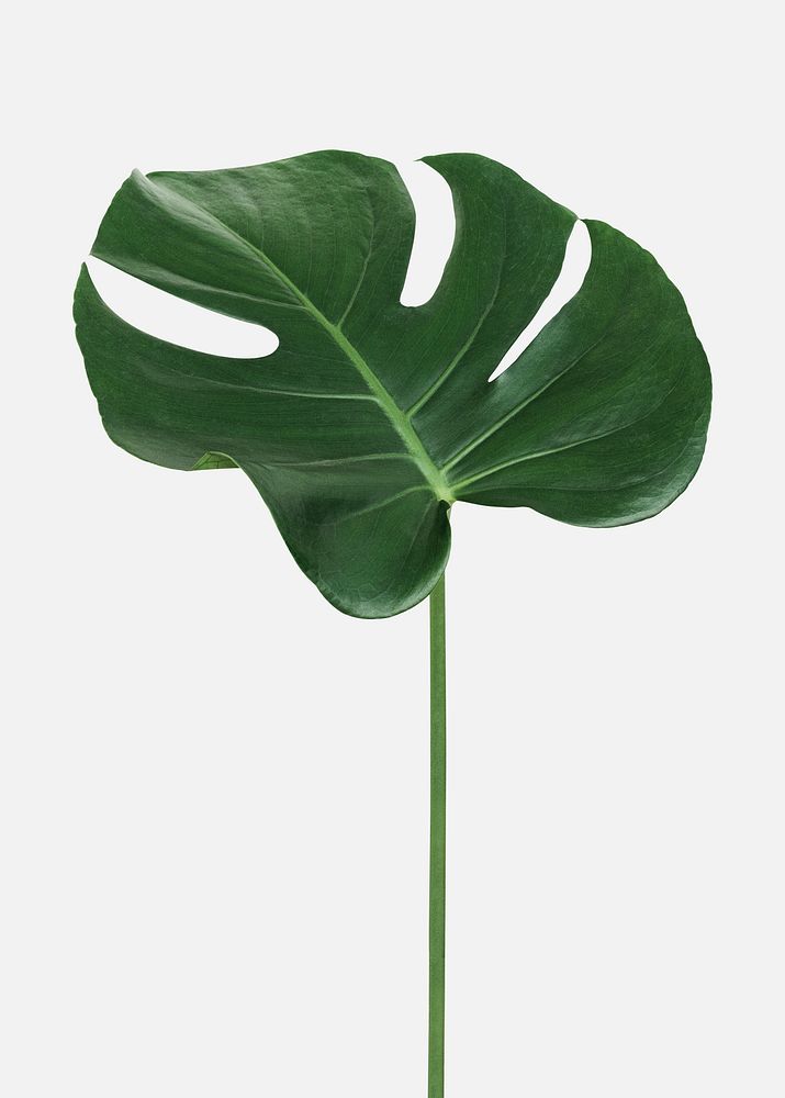 Monstera delicosa plant leaf on an off white background mockup