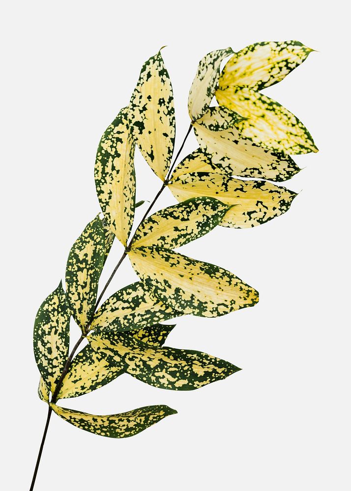 Gold dust croton branch on an off white background
