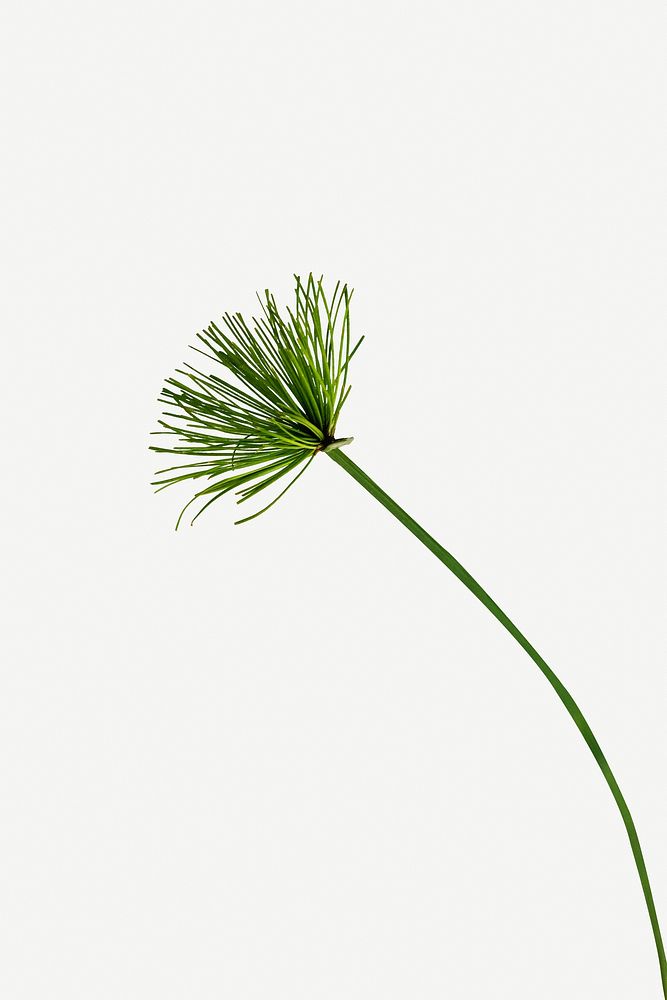 Papyrus plant isolated on white background