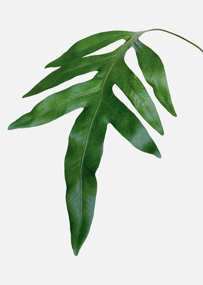 Doryopteris nobilis leaves mockup isolated on an off white background