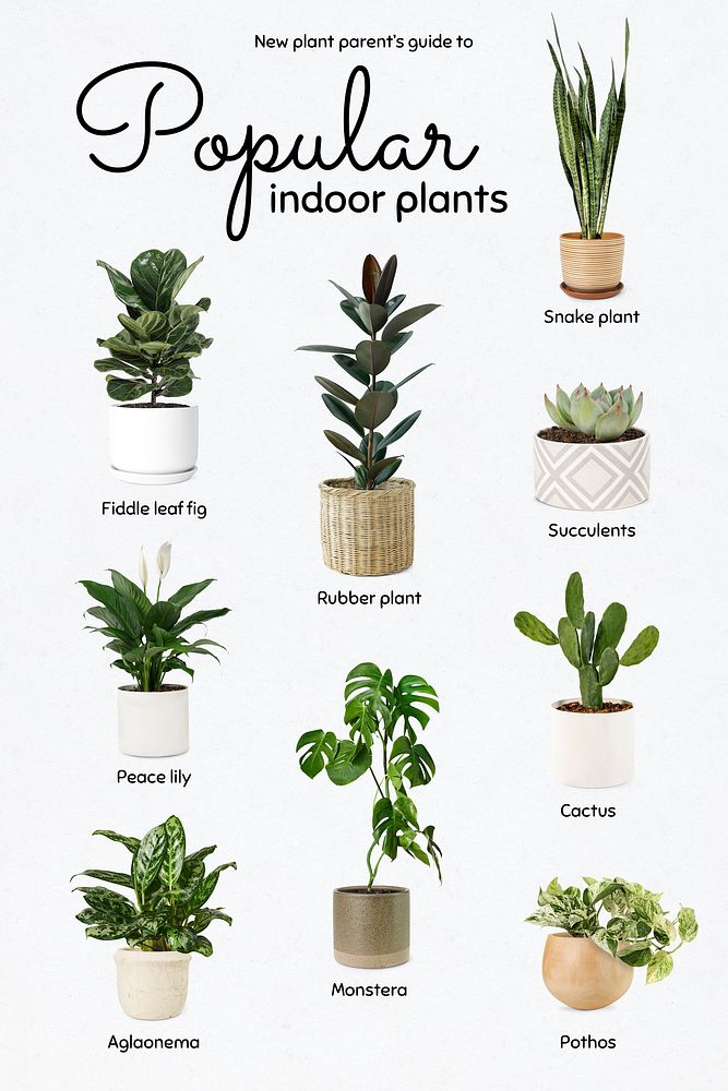 New plant parents guide to popular indoor plants