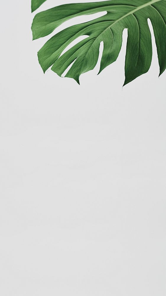 Green Monstera leaf phone background with design space