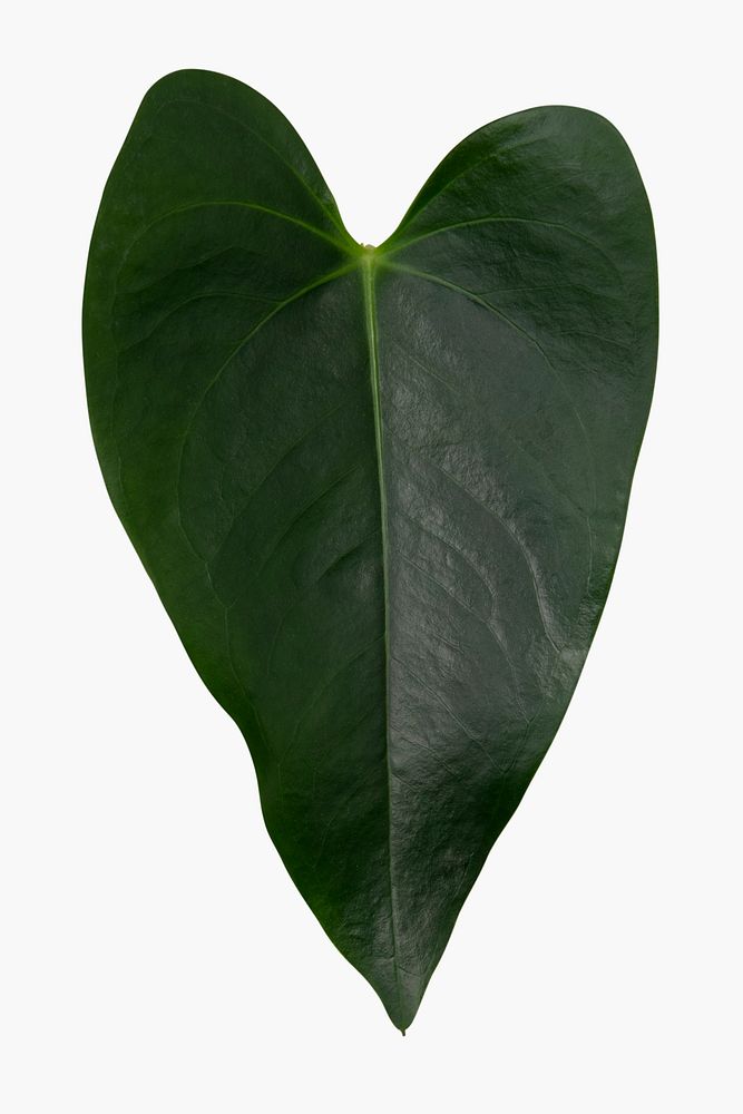 Anthurium plant leaf on white background