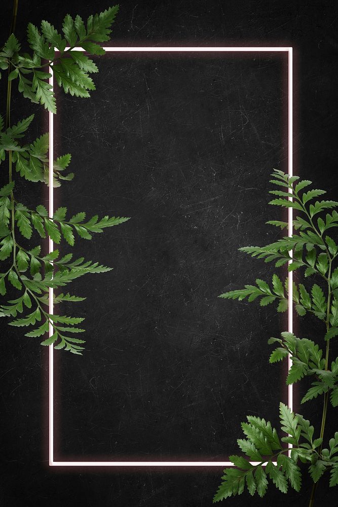 Leatherleaf fern with white rectangle frame on black background