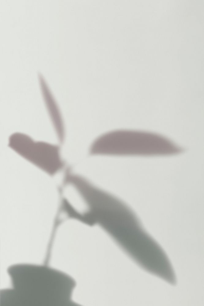 Shadow of plant on off white background