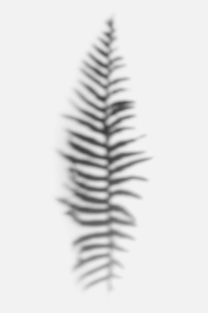 Fern leaves shadow on off white background
