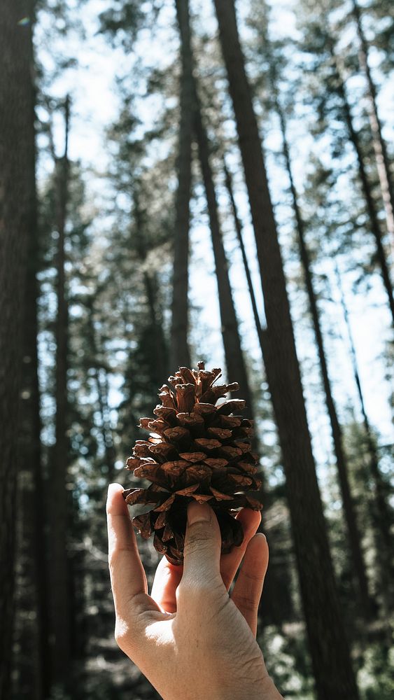 Man holding a pinecone mobile phone wallpaper