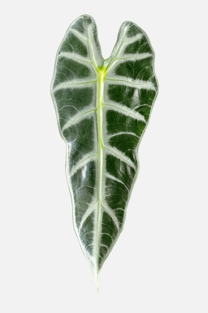 Amazonian Elephant Ear leaf on an off white background