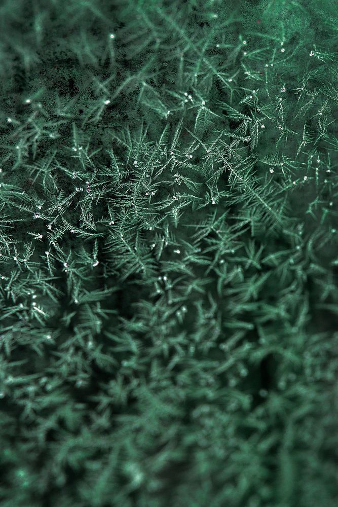 Sea-grass ice frost pattern mobile phone wallpaper