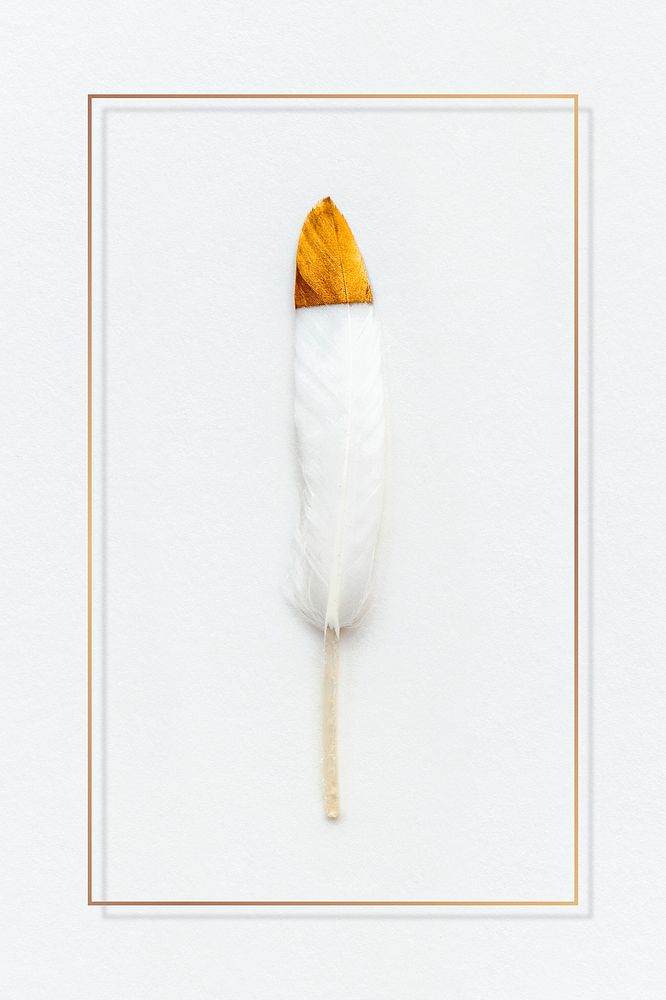 White feather with a copper tip in a gold frame social template