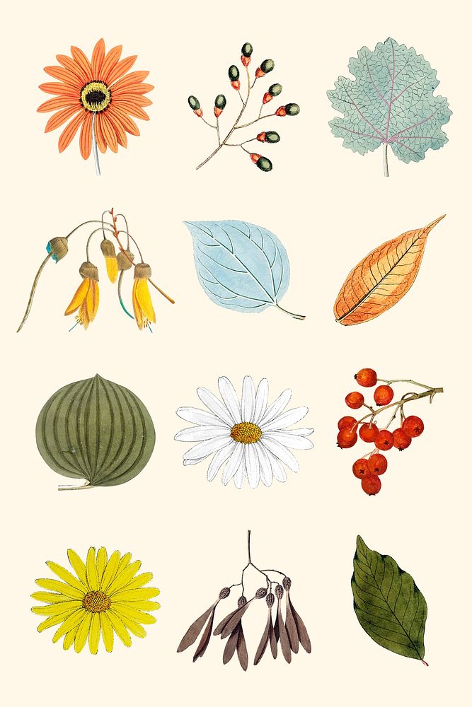 Mixed flowers and leaves set vector