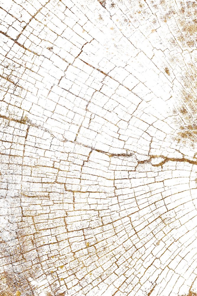 Bleached white tree rings textured design background