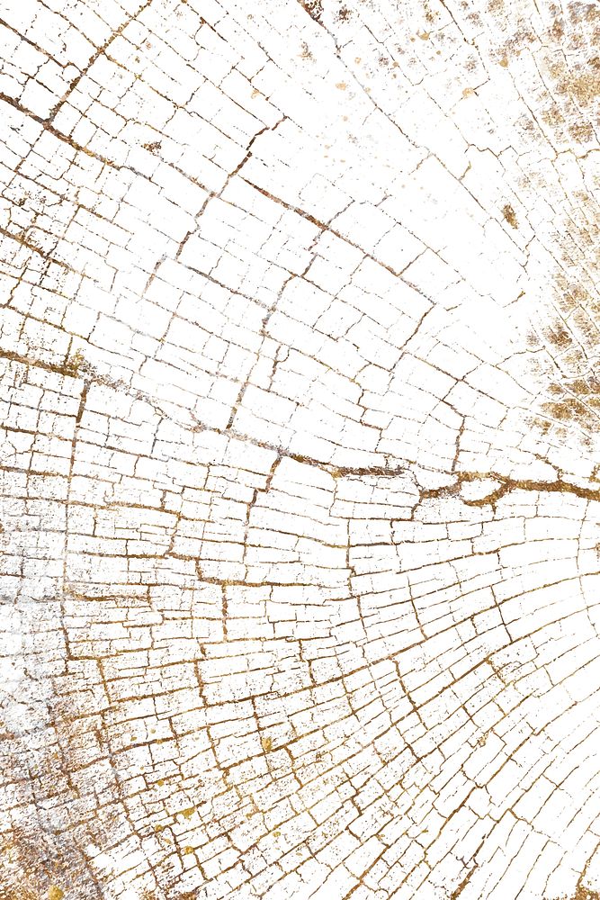 Bleached tree rings textured background vector