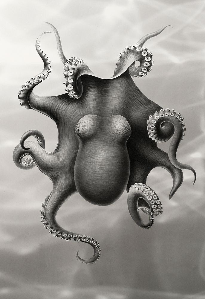 Vintage Octopus design, remix from original painting by Carl Chun