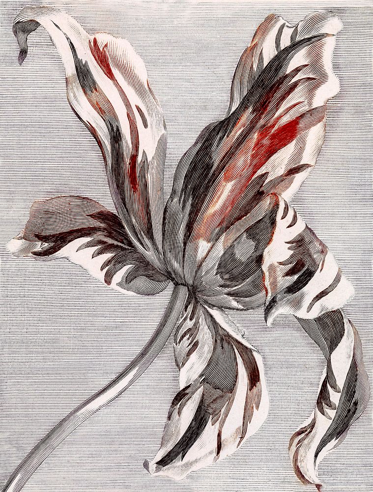 Blooming tulip vintage illustration, remix from original artwork.