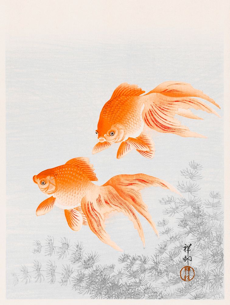Veiltail goldfish vintage illustration, remix from original artwork.