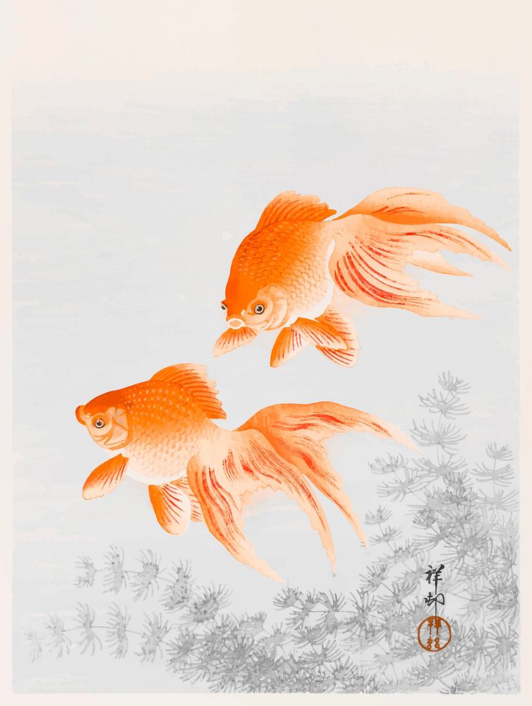 Veiltail goldfish vintage illustration vector, remix from original artwork.