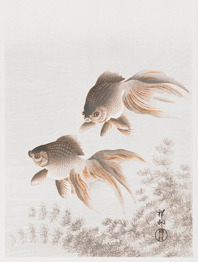 Veiltail goldfish vintage illustration, remix from original artwork.