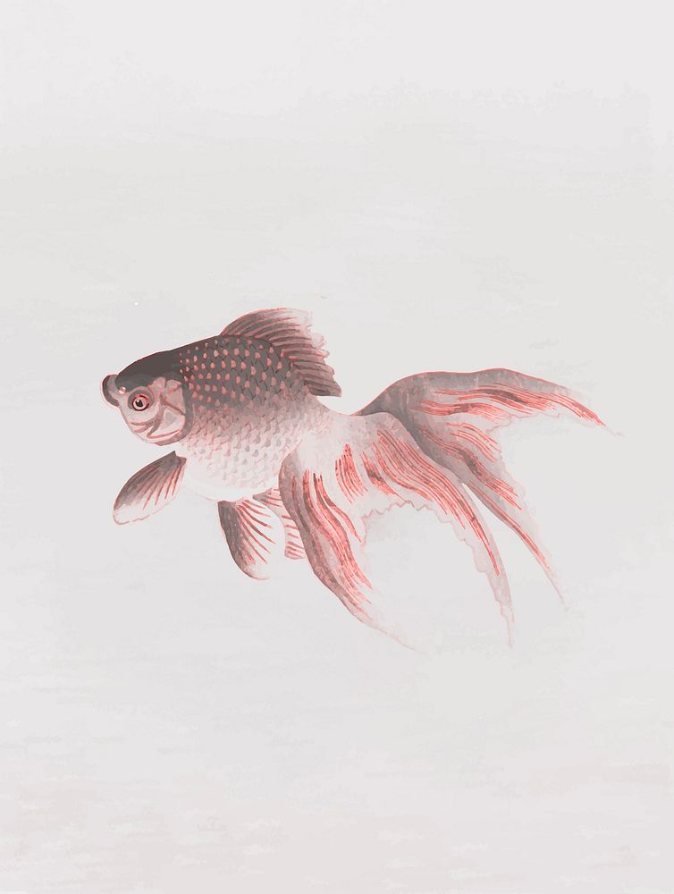 Veiltail goldfish vintage illustration vector, remix from original artwork.
