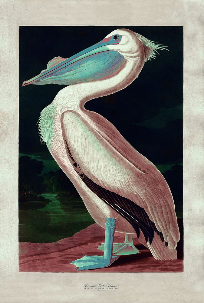 American white pelican vintage illustration, remix from original arwork.