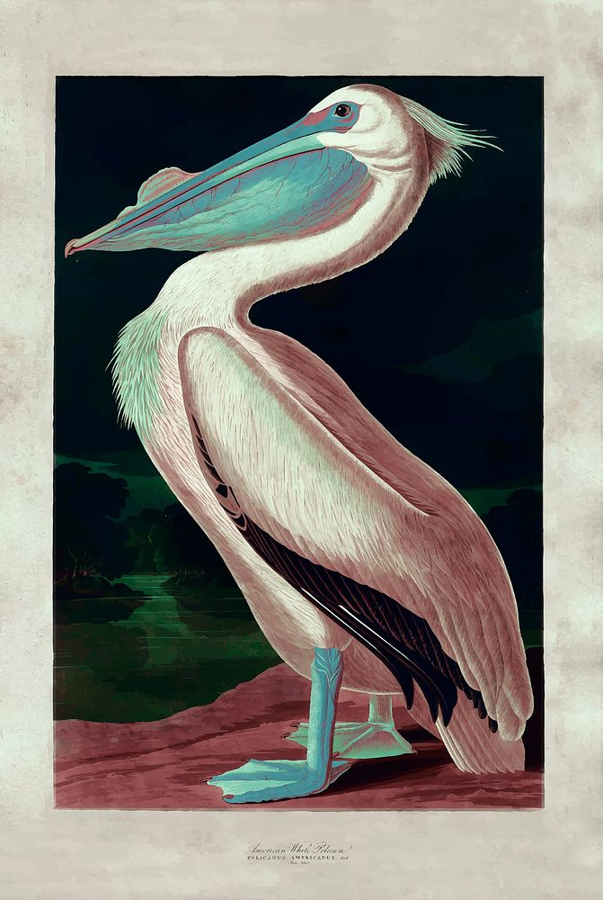 American white pelican vintage illustration, remix from original arwork.