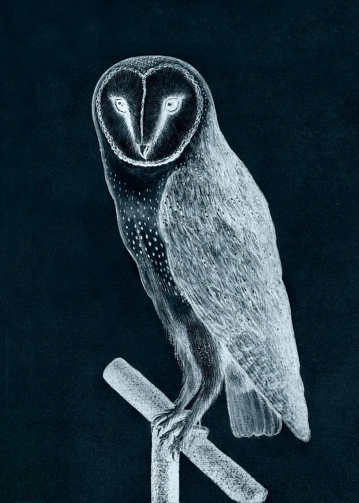 Barn owl with negative effect vintage illustration, remix from original artwork.