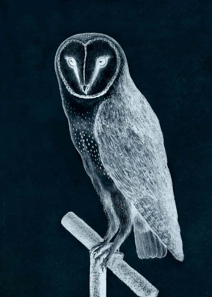 Barn owl with negative effect vintage vector, remix from original artwork.