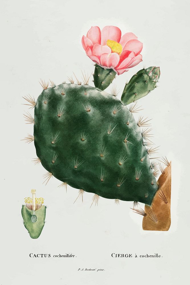 Prickly pear cactus vintage vector, remix from original artwork.
